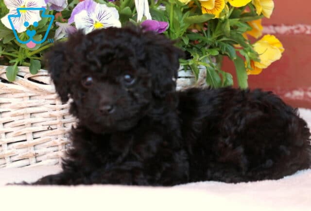 Joy Mini Poodle2 image