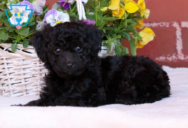 Joy Mini Poodle3 image