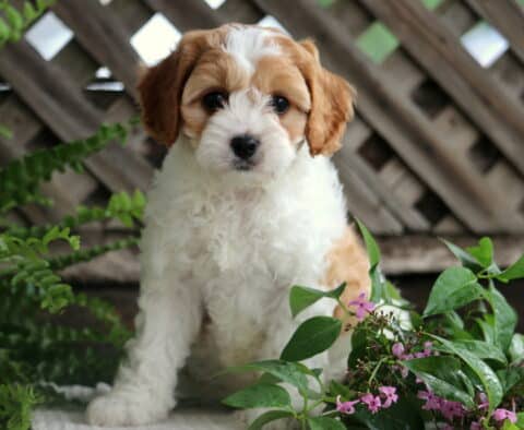 Judy Cavapoo