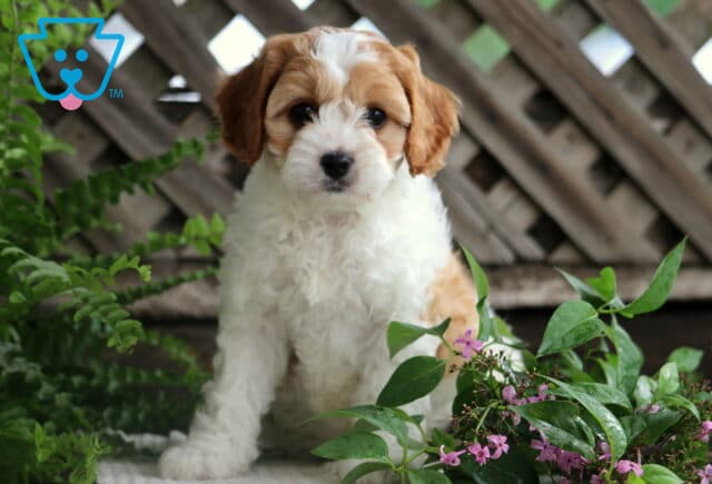 Judy Cavapoo image