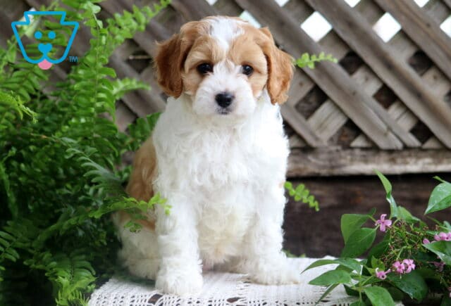 Judy Cavapoo2 image