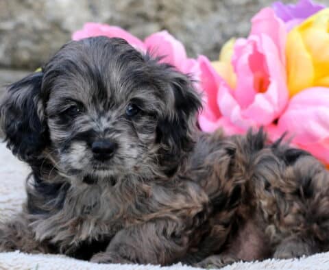Juno Cavapoo