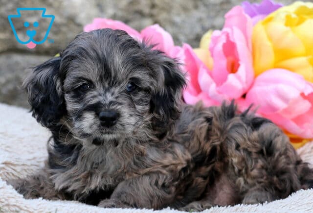 Fluffy blue merle Cavapoo puppy with soft waves in its coat laying on a blanket, framed by bright pink and yellow tulip flowers in the background. image