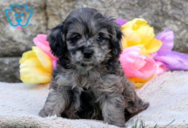 Beautiful blue merle Cavapoo puppy sitting on a light blanket, with a serious expression and a colorful backdrop of pastel tulips in yellow, pink, and purple. image