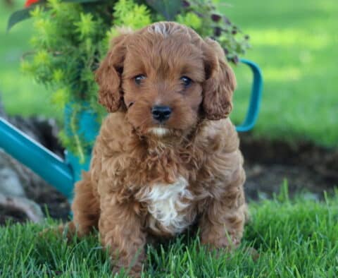 Kermit Cavapoo