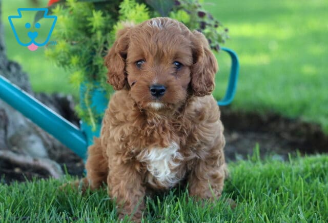 Kermit Cavapoo image