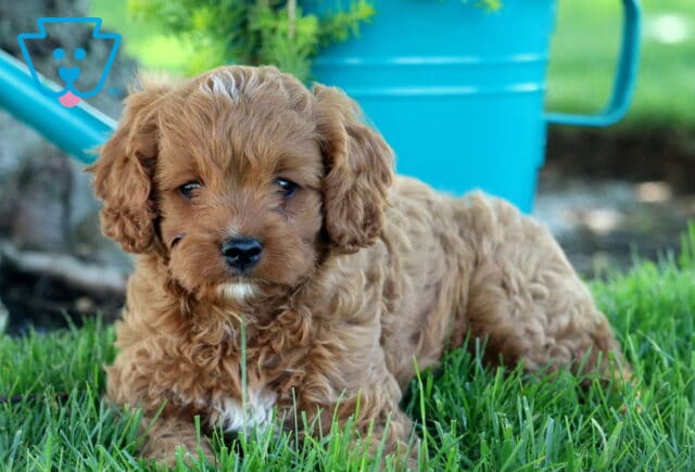 Kermit Cavapoo2 image