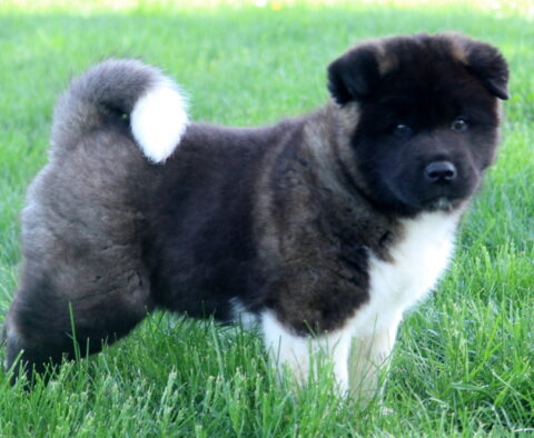King Akita