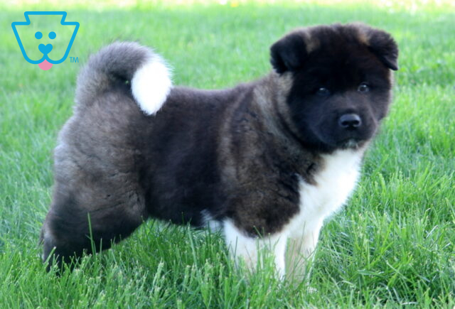 King Akita image