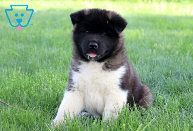 King Akita2 image