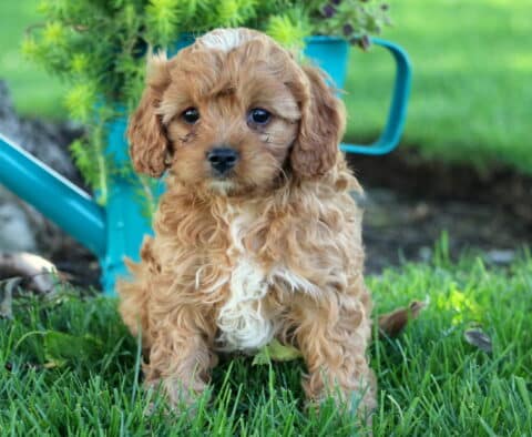King Cavapoo