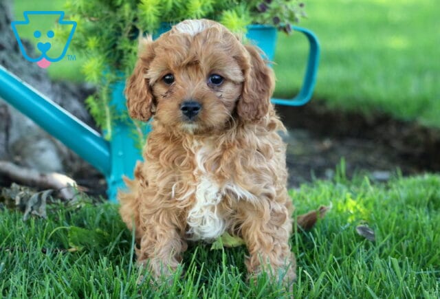 King Cavapoo image