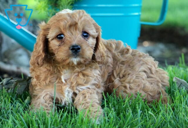 King Cavapoo2 image