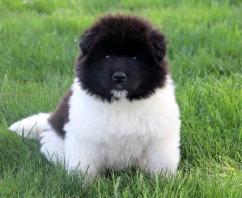 Koby Akita
