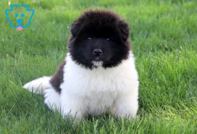 Koby Akita image