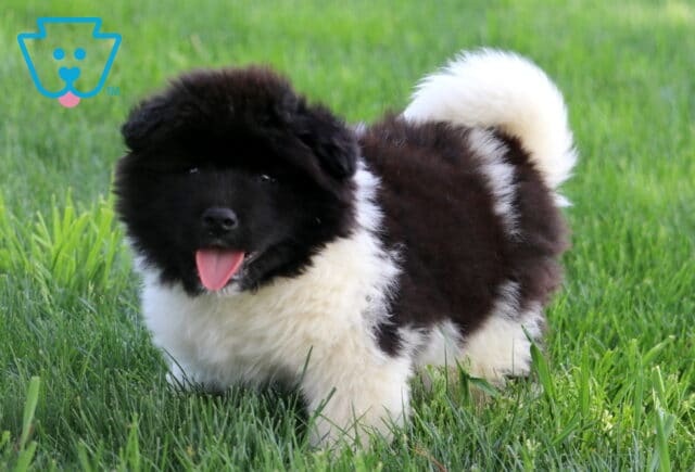 Koby Akita2 image