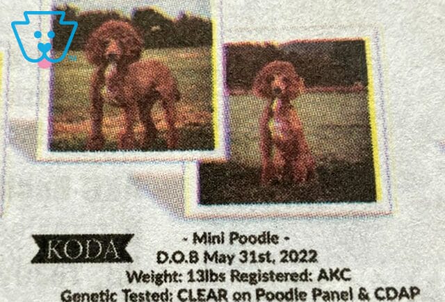 Koda Mini Poodle Dad (Levi Glick) image