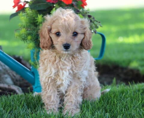 Kody Cavapooo