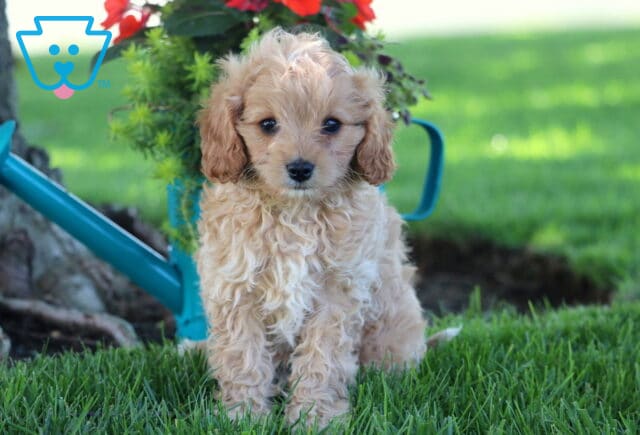 Kody Cavapooo image
