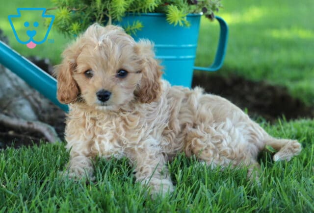 Kody Cavapooo2 image