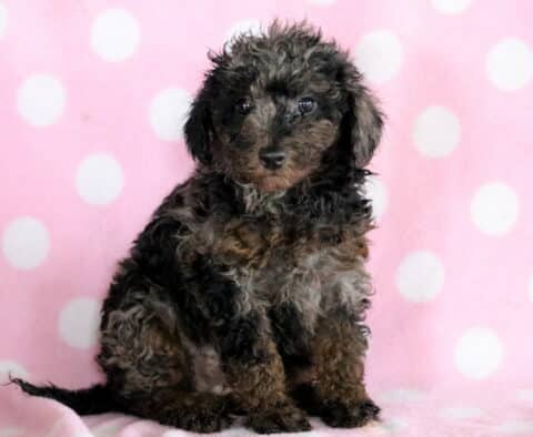 Lacey Mini Poodle