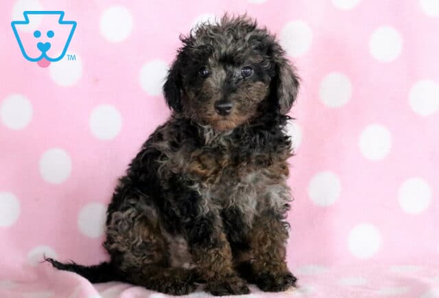 Lacey Mini Poodle image
