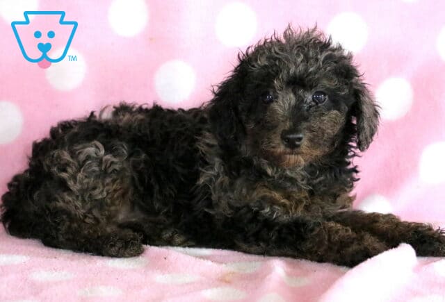Lacey Mini Poodle2 image