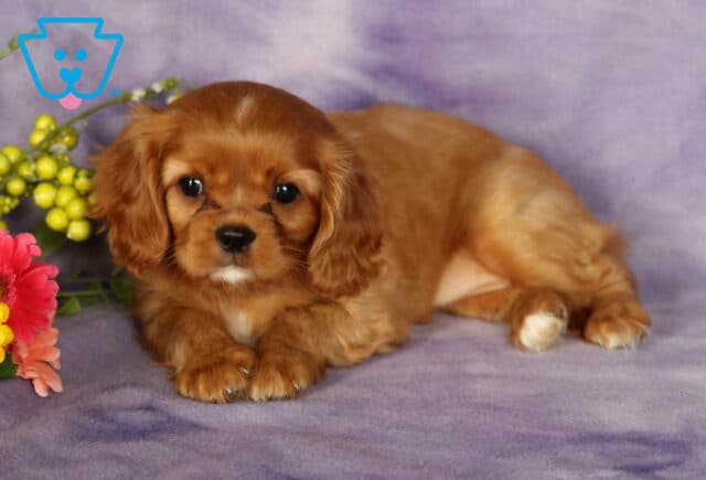 Ruby Cavalier King Charles Spaniel puppy laying calmly on a purple blanket with front paws crossed, surrounded by colorful flowers and soft greenery in the background. image