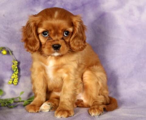Lady Bug Cavalier2
