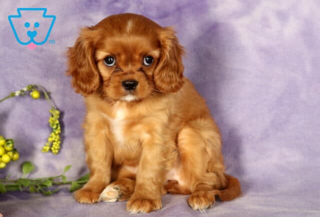 Adorable ruby Cavalier puppy sitting on a purple backdrop with soft flowers and greenery, gazing sweetly into the camera. image