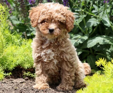 Cream-colored Cavapoo puppy with a soft curly coat sitting on a stone path in a garden, surrounded by lush greenery and purple wildflowers.