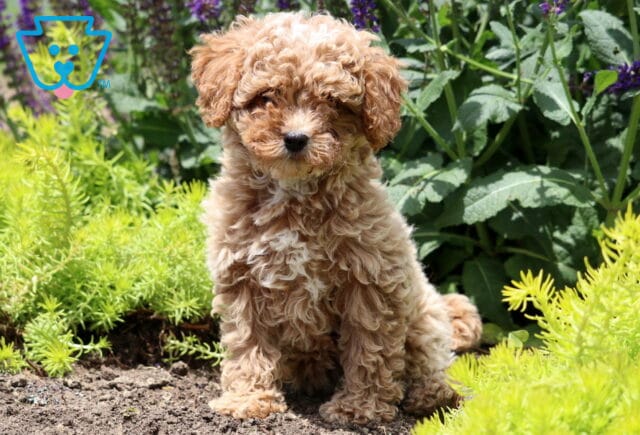 Cream-colored Cavapoo puppy with a soft curly coat sitting on a stone path in a garden, surrounded by lush greenery and purple wildflowers. image