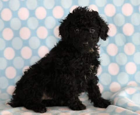 Lance Mini Poodle