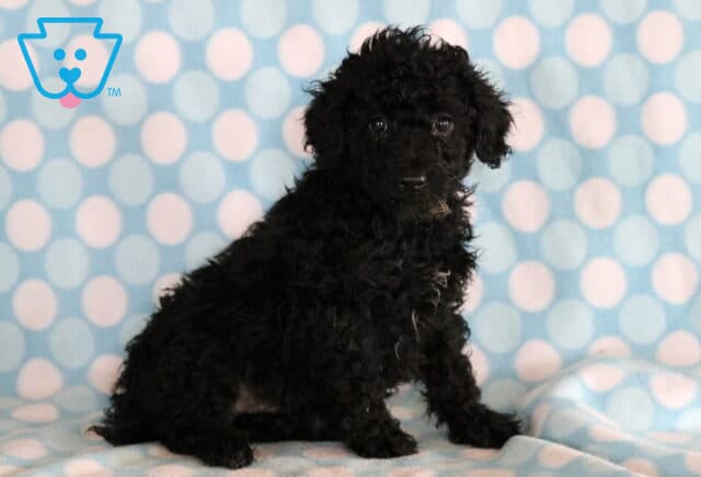 Lance Mini Poodle image