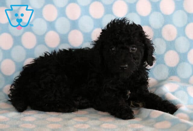 Lance Mini Poodle2 image