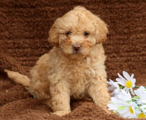 Lando Mini Labradoodle