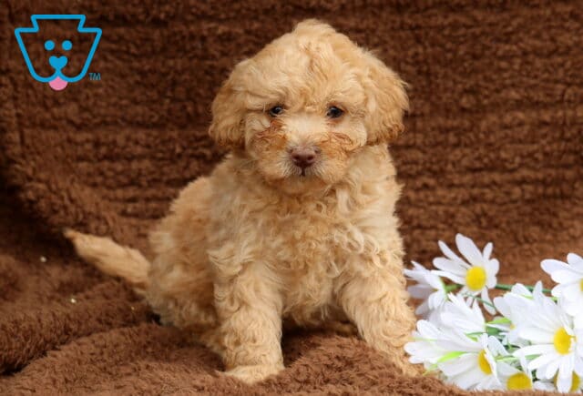 Lando Mini Labradoodle image