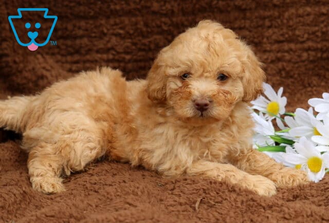Lando Mini Labradoodle2 image