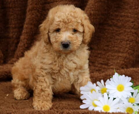 Lego Mini Labradoodle
