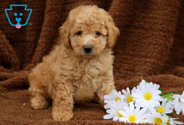 Lego Mini Labradoodle image