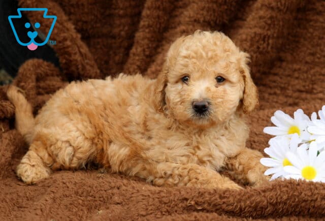 Lego Mini Labradoodle2 image
