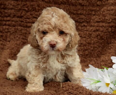 Leo Mini Labradoodle