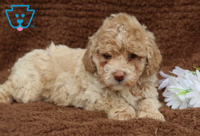Leo Mini Labradoodle2 image