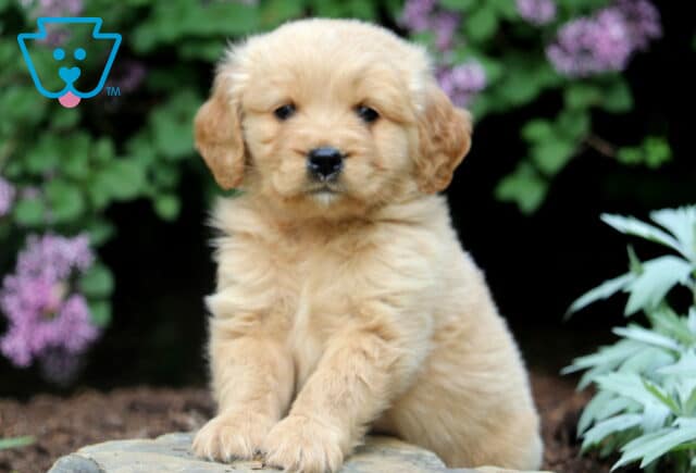 Liam Mini Golden image