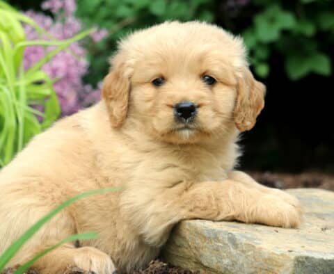Liam Mini Golden2