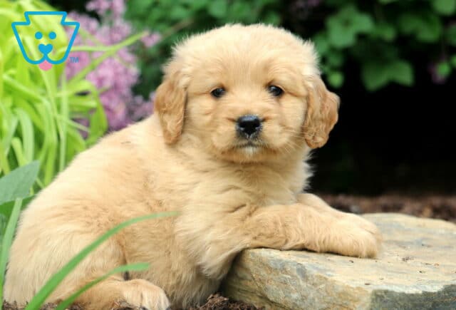 Liam Mini Golden2 image