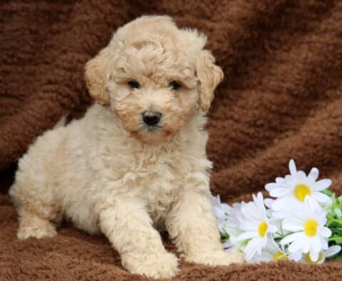 Liam Mini Labradoodle