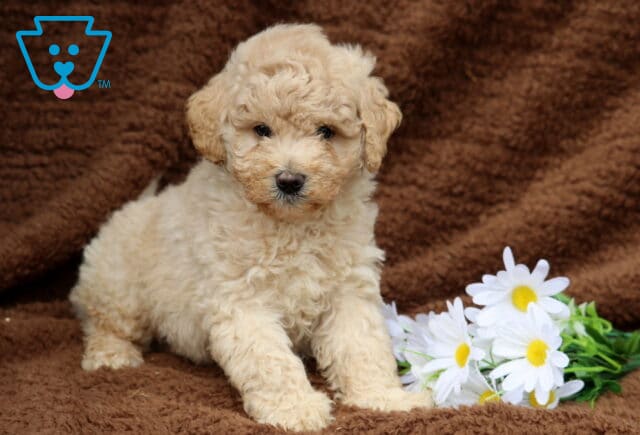 Liam Mini Labradoodle image