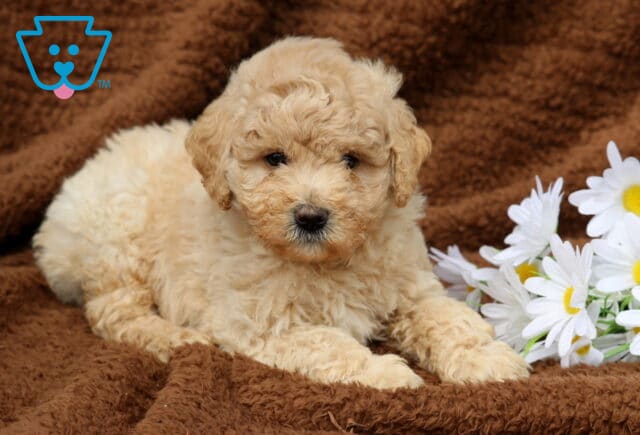 Liam Mini Labradoodle2 image