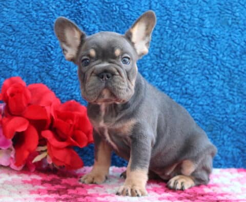 Libby French Bulldog